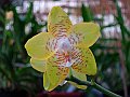 Phalaenopsis_Suzanne_Wijanto_x_Deventeriana