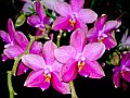 Phalaenopsis_Sweet_Memory