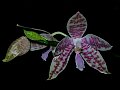 Phalaenopsis_hieroglyphica