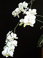 Phalaenopsis_ibrido_bianco