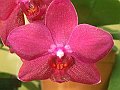 Phalaenopsis_ibrido_rosa