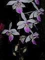 Phalaenopsis_lindenii