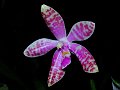 Phalaenopsis_lueddemanniana