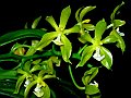 Phalaenopsis_mannii_flava_green
