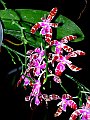 Phalaenopsis_mariae