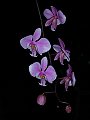 Phalaenopsis_schilleriana