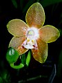 Phalaenopsis_venosa