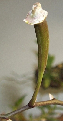 capsula di Phalaenopsis