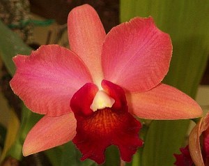ibrido di orchidea tropicale