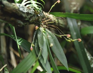 orchidea tropicale in natura